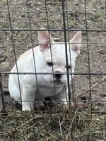 John Wayne, a male French Bulldog for sale in Priest River, ID – Photo 3 of 5
