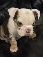 Susie Q, a female English Bulldog for sale in Priest River, ID – Photo 8 of 10