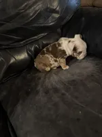 Susie Q, a female English Bulldog for sale in Priest River, ID – Photo 3 of 10