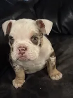 Susie Q, a female English Bulldog for sale in Priest River, ID – Photo 7 of 10