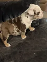 Susie Q, a female English Bulldog for sale in Priest River, ID – Photo 10 of 10