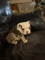 Susie Q, a female English Bulldog for sale in Priest River, ID – Photo 1 of 10