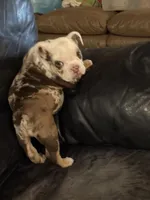 Susie Q, a female English Bulldog for sale in Priest River, ID – Photo 2 of 10