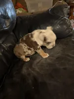 Susie Q, a female English Bulldog for sale in Priest River, ID – Photo 4 of 10