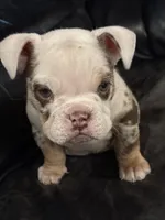 Susie Q, a female English Bulldog for sale in Priest River, ID – Photo 9 of 10