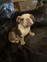 Susie Q, a female English Bulldog for sale in Priest River, ID – Photo 5 of 10