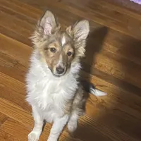 Small little man, a male Shetland Sheepdog for sale in Elmwood, IL – Photo 3 of 9