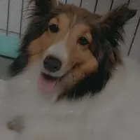 Small little man, a male Shetland Sheepdog for sale in Elmwood, IL – Photo 6 of 9