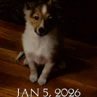 Small little man, a male Shetland Sheepdog for sale in Elmwood, IL – Photo 4 of 9