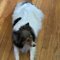 Small little man, a male Shetland Sheepdog for sale in Elmwood, IL – Photo 8 of 9