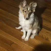 Small little man, a male Shetland Sheepdog for sale in Elmwood, IL – Photo 1 of 9