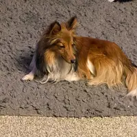 Small little man, a male Shetland Sheepdog for sale in Elmwood, IL – Photo 7 of 9