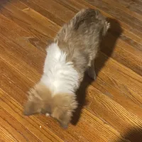 Small little man, a male Shetland Sheepdog for sale in Elmwood, IL – Photo 2 of 9