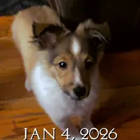 Small little man, a male Shetland Sheepdog for sale in Elmwood, IL – Photo 5 of 9
