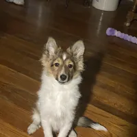 Small little man, a male Shetland Sheepdog for sale in Elmwood, IL – Photo 9 of 9