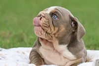 AKC English Bulldog blue eyes , a female English Bulldog for sale in Fort Worth, TX – 4 of 4