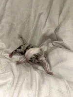 processed/374b8753-6df1-4448-b051-6876aed74034/listing/b273ea7e-05fe-401b-baa3-1e2414edeb2c/63c2d365-5288-4386-abee-0769fa82a08b