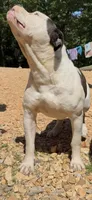 Sanka , a male American Bulldog for sale in Grove, OK – 10 of 10