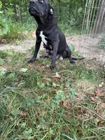 Patch, a female American Bulldog for sale in Grove, OK – 3 of 9