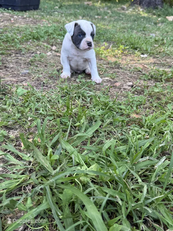 Ross – American Bulldog, American Pit Bull Terrier puppy for sale in Grove, OK