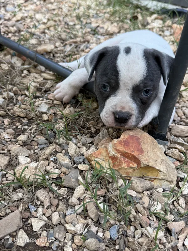 Rover – American Bulldog, American Pit Bull Terrier puppy for sale in Grove, OK