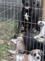 Rover, a male American Bulldog and American Pit Bull Terrier for sale in Grove, OK – 3 of 7