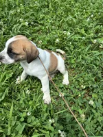 Patch, a female American Bulldog for sale in Grove, OK – 6 of 9