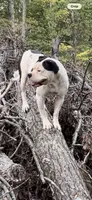 Patch, a female American Bulldog for sale in Grove, OK – 7 of 9