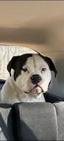 Rover, a male American Bulldog and American Pit Bull Terrier for sale in Grove, OK – 7 of 7