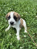 Patch, a female American Bulldog for sale in Grove, OK – 4 of 9