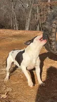 Patch, a female American Bulldog for sale in Grove, OK – 2 of 9