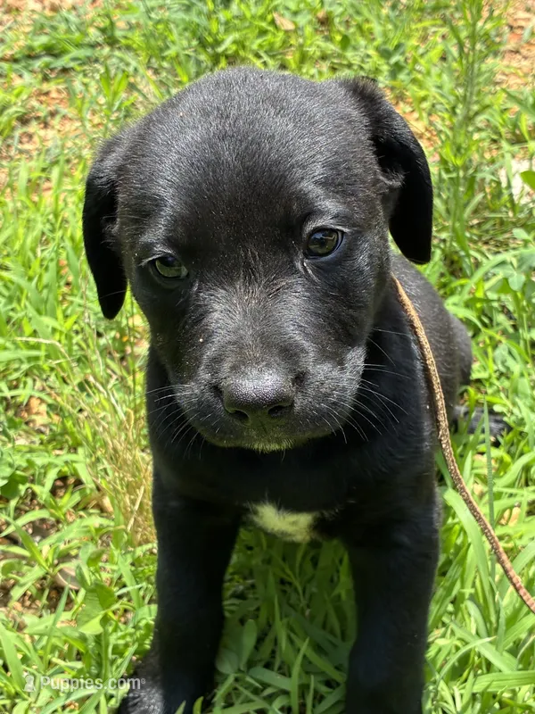 Ross – American Bulldog, American Pit Bull Terrier puppy for sale in Grove, OK