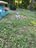 Ross, a male American Bulldog and American Pit Bull Terrier for sale in Grove, OK – 3 of 3