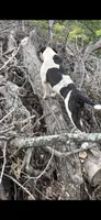 Rover, a male American Bulldog and American Pit Bull Terrier for sale in Grove, OK – 5 of 7