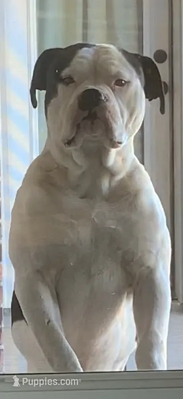 Patch – American Bulldog puppy for sale in Grove, OK