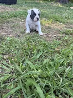 Rover, a male American Bulldog and American Pit Bull Terrier for sale in Grove, OK – 2 of 7