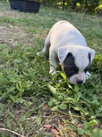 Ross, a male American Bulldog and American Pit Bull Terrier for sale in Grove, OK – 2 of 3