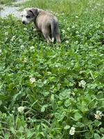 Sanka , a male American Bulldog for sale in Grove, OK – 2 of 10
