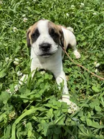 Patch, a female American Bulldog for sale in Grove, OK – 8 of 9