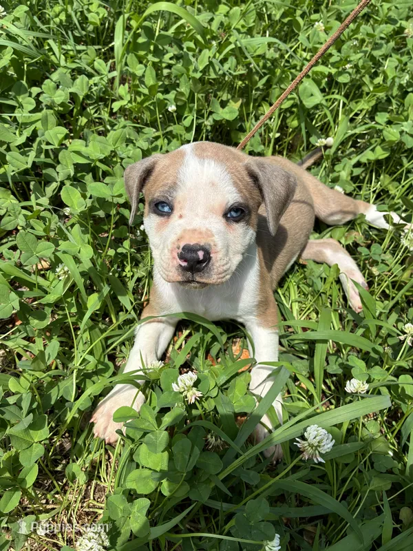 Sanka  – American Bulldog puppy for sale in Grove, OK