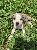 Sanka , a male American Bulldog for sale in Grove, OK – 1 of 10