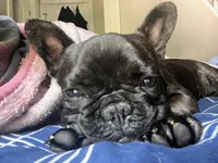 Frijol, a male French Bulldog for sale in Lake Station, IN – 3 of 4