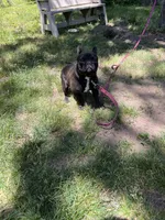 Frijol, a male French Bulldog for sale in Lake Station, IN – 2 of 4