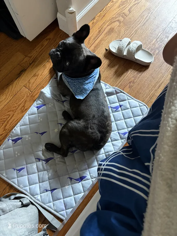 Frijol – French Bulldog puppy for sale in Lake Station, IN