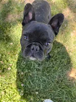 Frijol, a male French Bulldog for sale in Lake Station, IN – 4 of 4