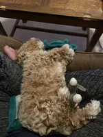 Waffles, a male Maltipoo for sale in Cary, NC – Photo 9 of 10