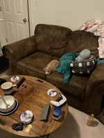 Waffles, a male Maltipoo for sale in Cary, NC – Photo 2 of 10