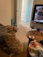 Waffles, a male Maltipoo for sale in Cary, NC – Photo 4 of 10