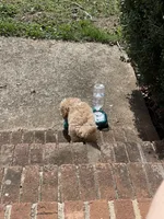 Waffles, a male Maltipoo for sale in Cary, NC – Photo 10 of 10