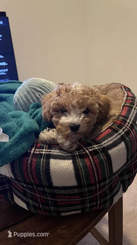 Waffles – Maltipoo puppy for sale in Cary, NC
